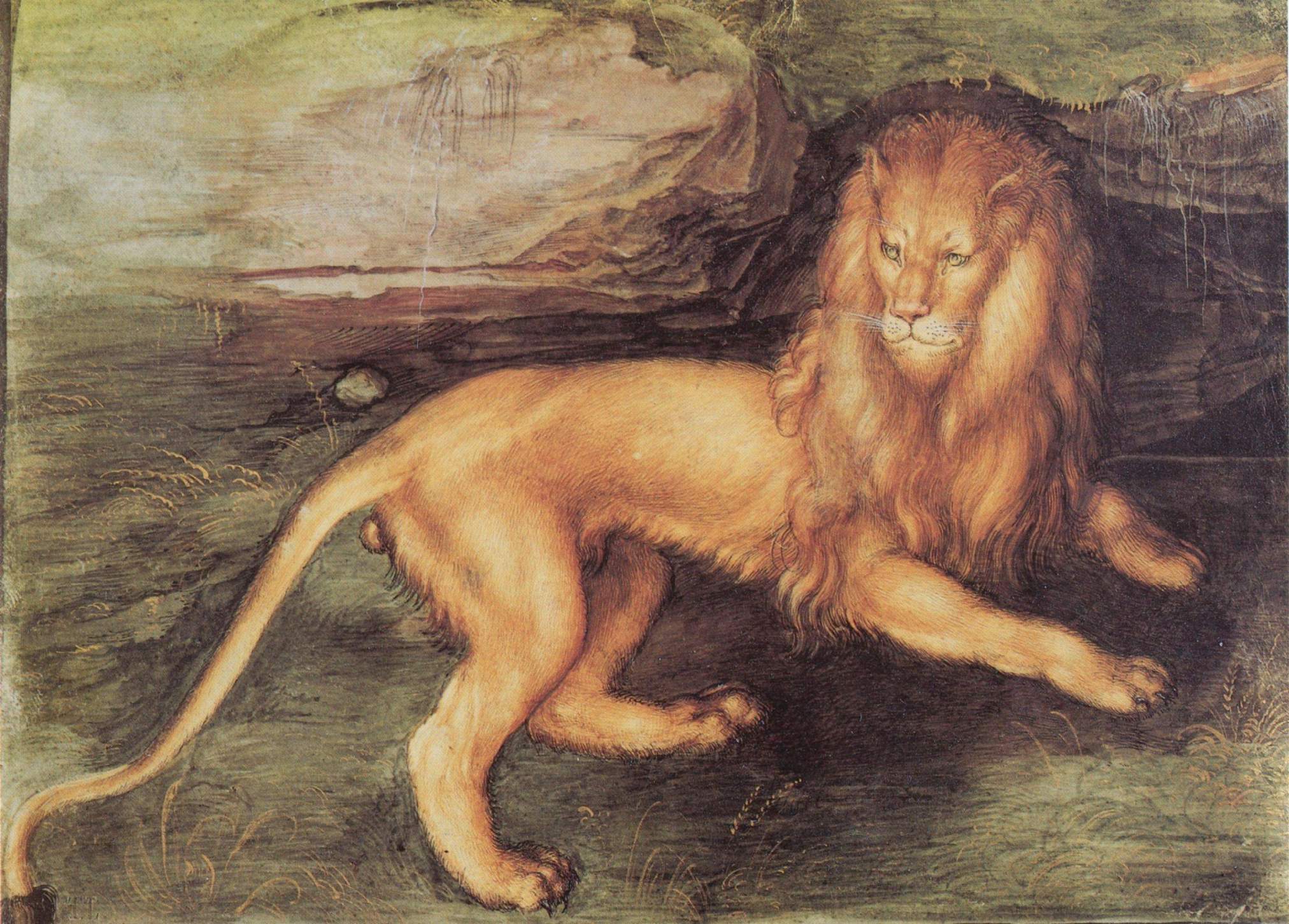 albrecht-dc3bcrer-lion-1494